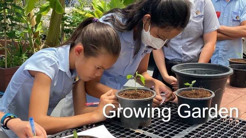 Growing garden 1 