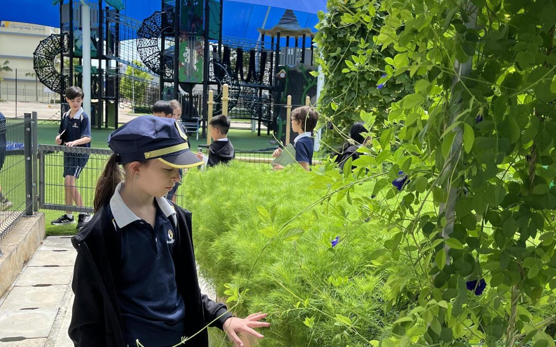 Year 6 Classifying Plants in the School Garden