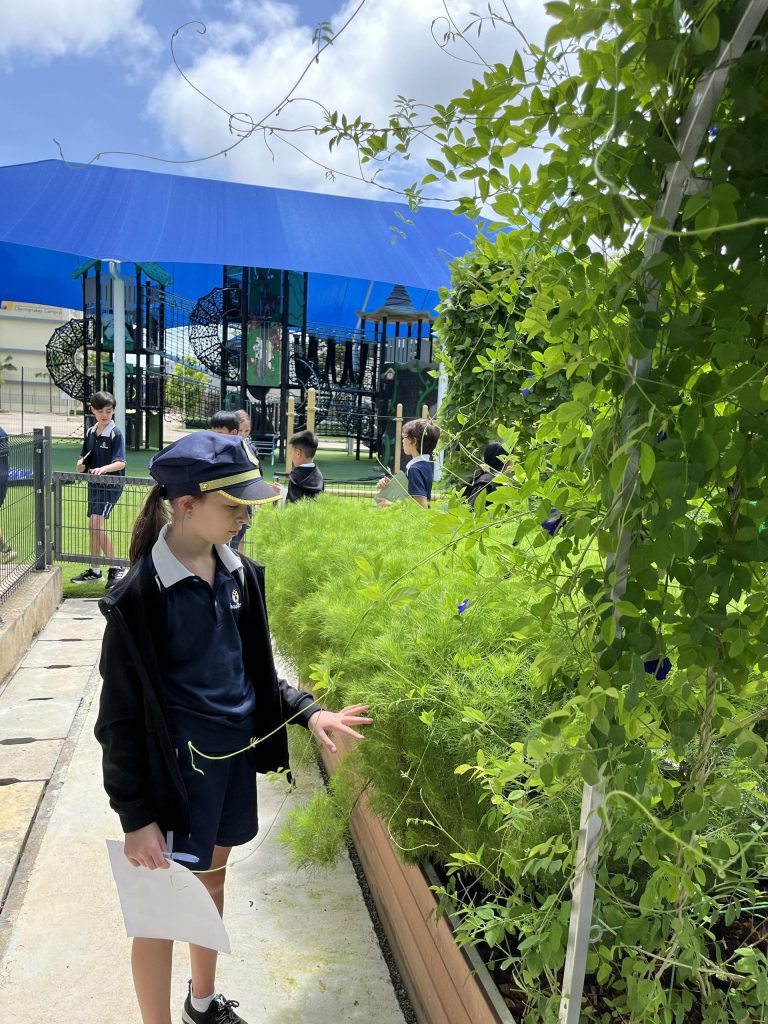 Year 6 Classifying Plants in the School Garden