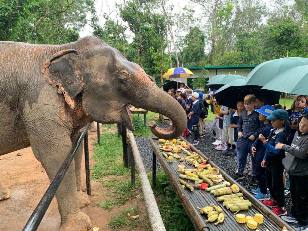 Year 5 Get Wet and Wild with Elephants in their Natural Environment