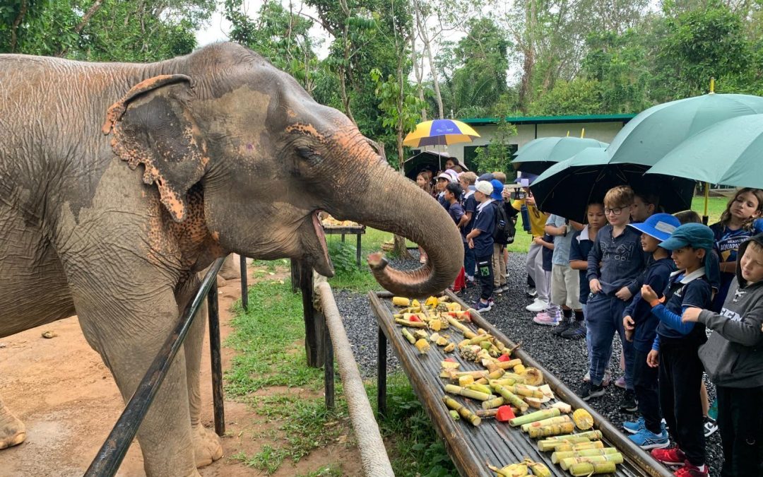 Year 5 Get Wet and Wild with Elephants in their Natural Environment