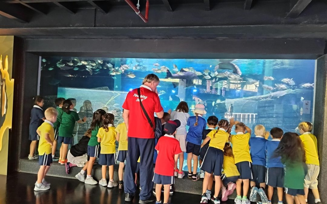 Year 1 Come Face to face with Underwater Creatures
