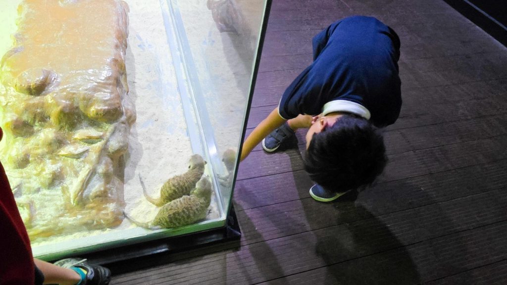 Aquatic Adventures: Year 1 Explore Local Marine Life