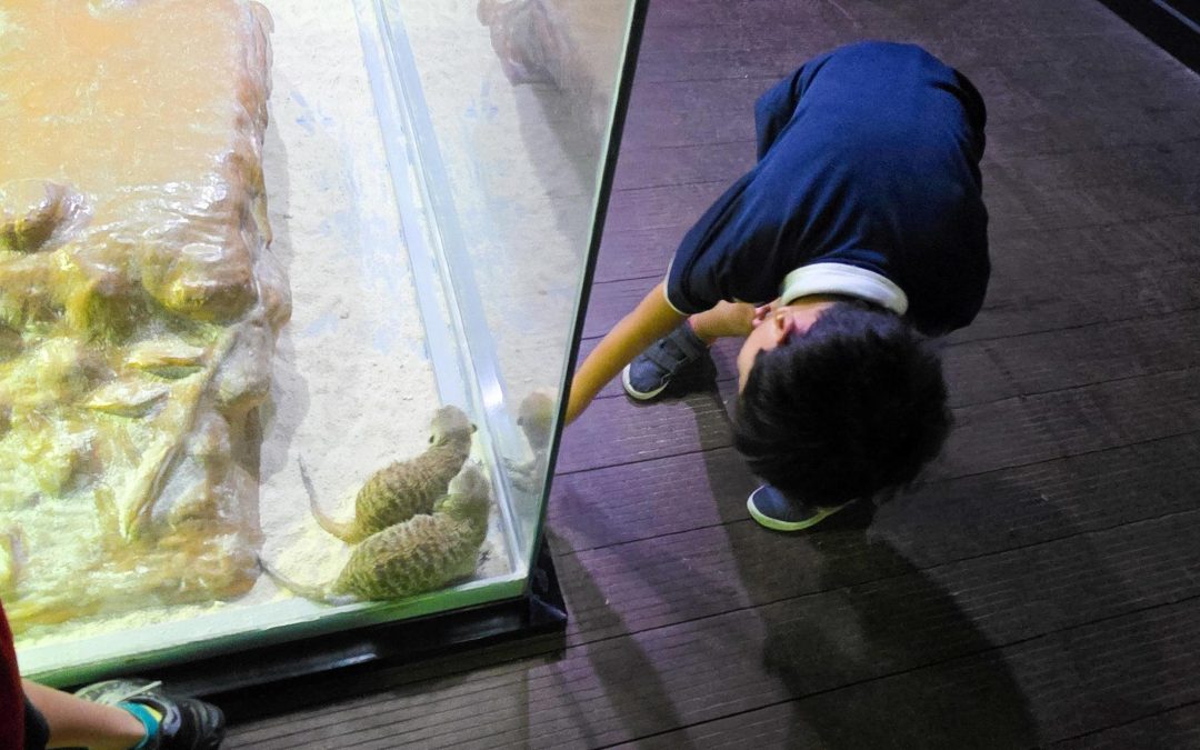 Aquatic Adventures: Year 1 Explore Local Marine Life